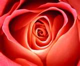 Flower suggesting heart